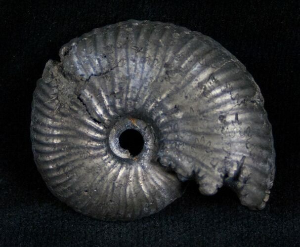 Pyritized Ammonite From Russia - #7290